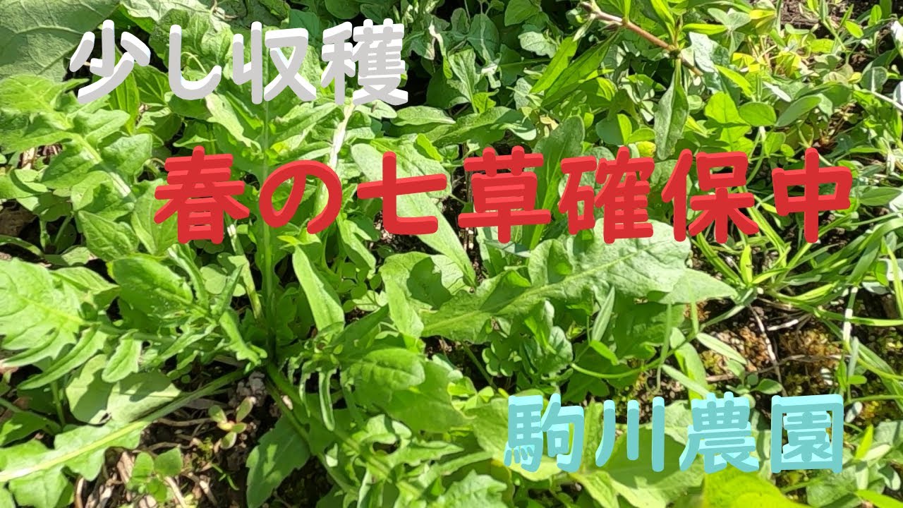 少し収穫と春の七草確保中　邑南町　駒川農園　22.10.28