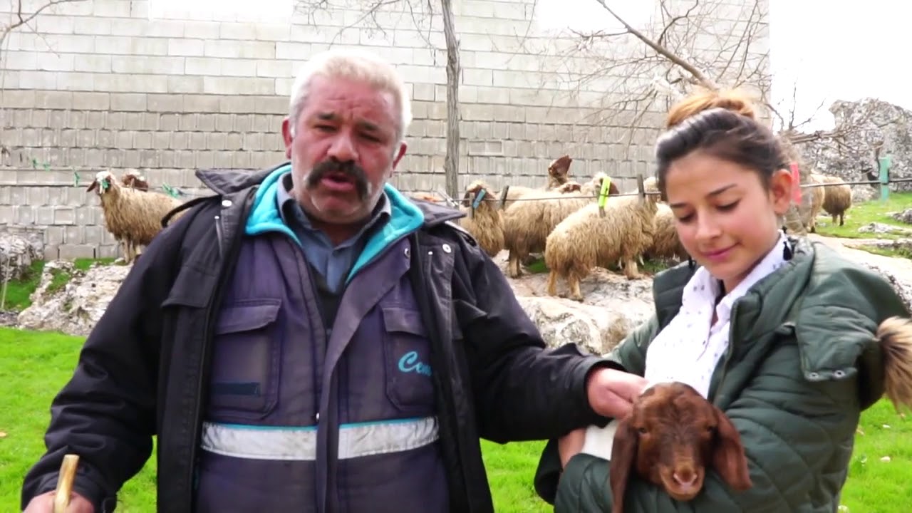Şahinbey'li 243 İhtiyaç Sahibi Aileye Canlı Hayvan Desteği (Mustafa Say/Bayramlı)