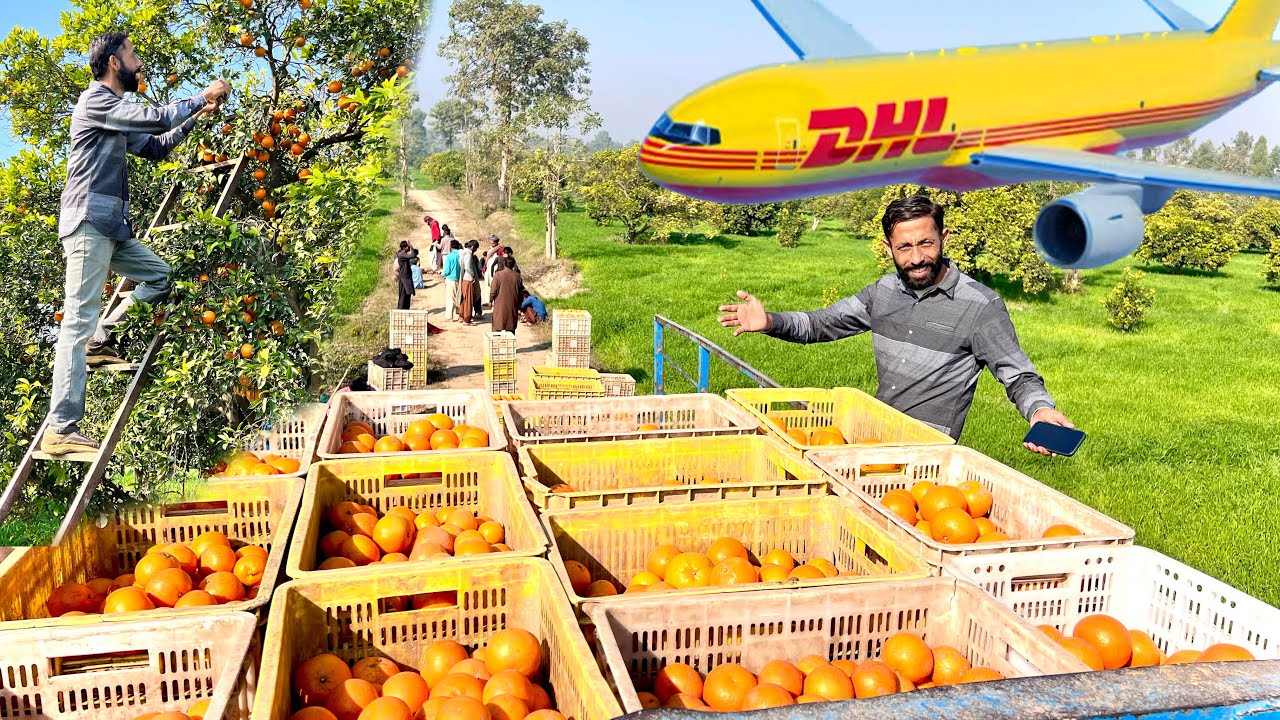 Pakistani Orange Export Complete Process | World Famous Sargodha Citrus |
