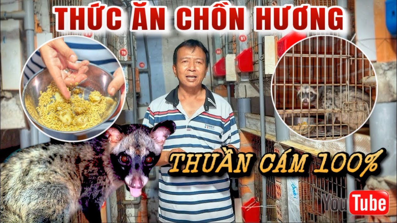 THỨC ĂN CHỒN HƯƠNG: Nuôi 1000 con Chồn hương làm thế nào tiện lợi trong việc Thuần Cám 100%?