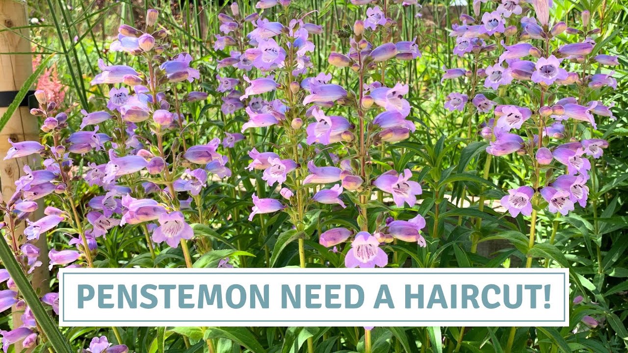 How to Plant, Prune & Divide Penstemons for More Blooms // Cottoverdi