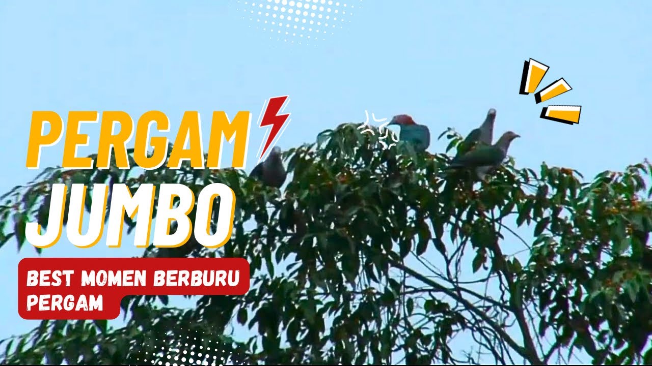 BEST MOMEN BERBURU PERGAM JUMBO // PANEN MELIMPAH