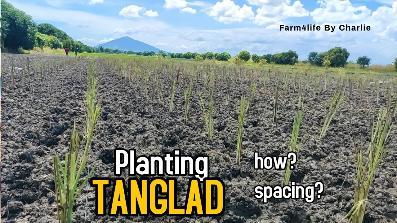 Planting Tanglad!!! yayaman kaya tayo? 🤣