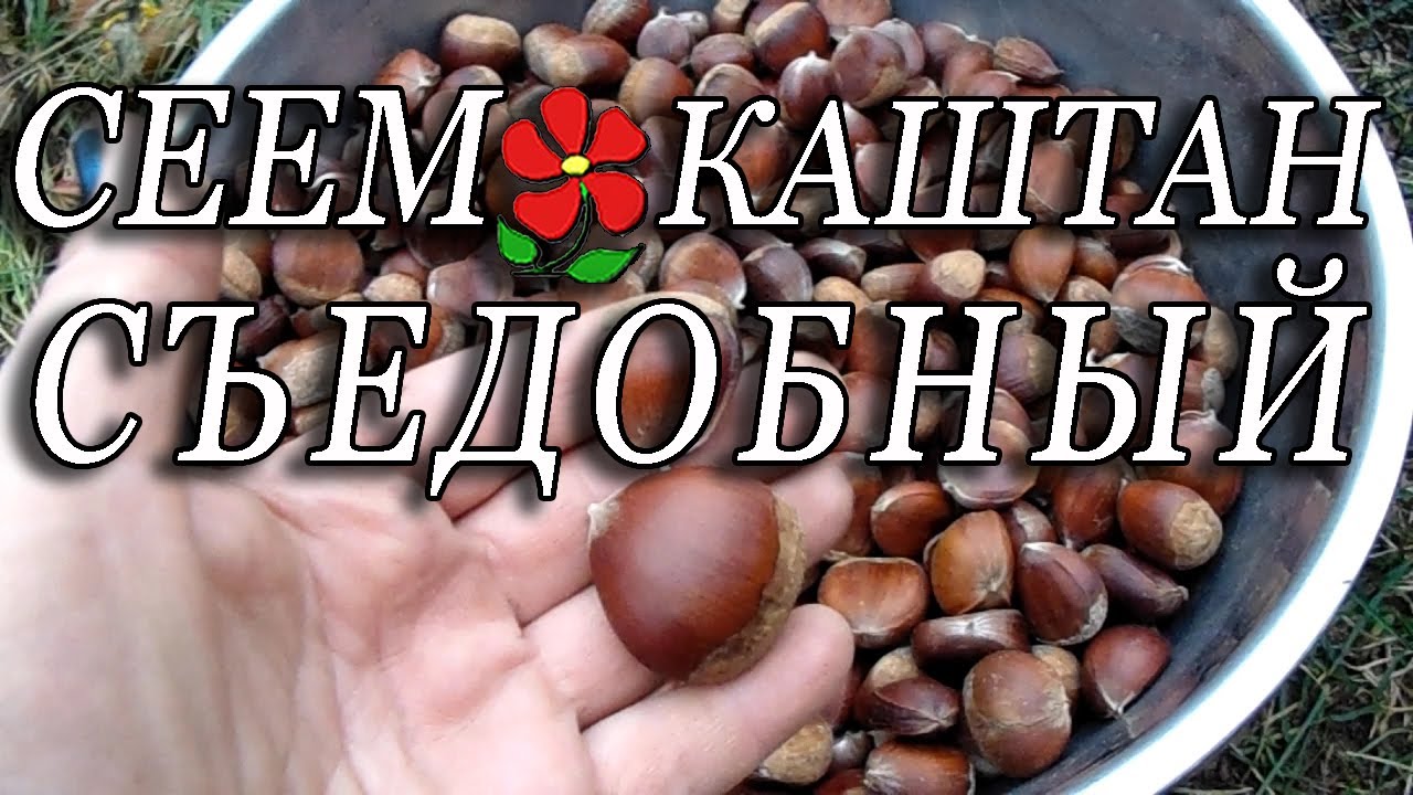 Каштан съедобный из семян в ВАШЕМ климате!