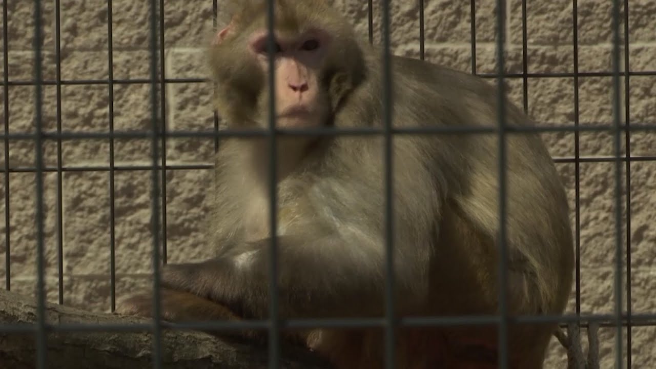 More research monkeys retire when studies finish