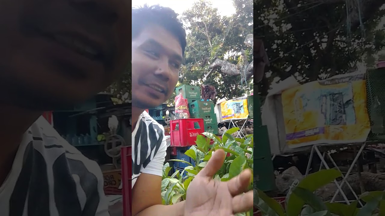 Coffee farming tips.Ano nga ba?Ang tamang PAGTATANIM NG KAPE! seeds or SEEDLING