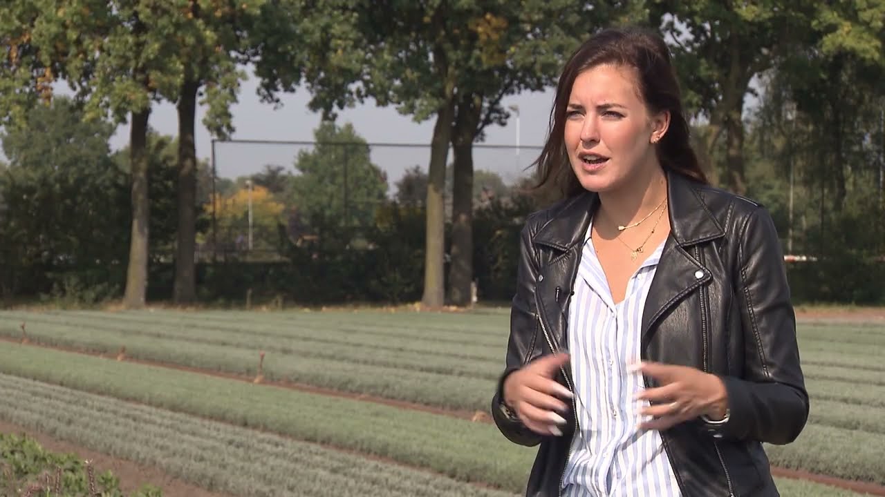 Villier Vaste Planten