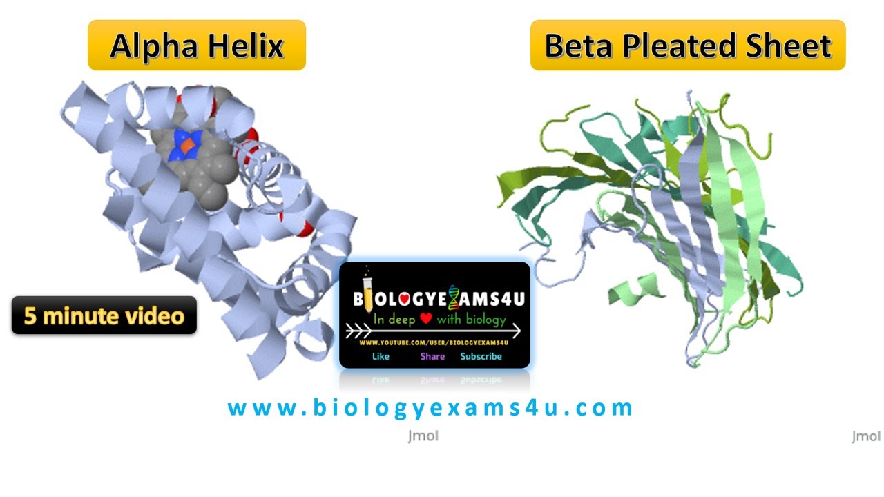 Difference between Alpha Helix and Beta Sheets