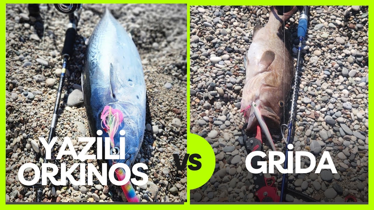 Kano ile Grida ve Yazılı Orkinos Avı...