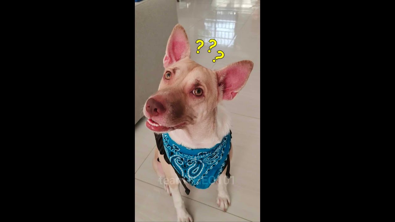 Gwapo daw si Papa