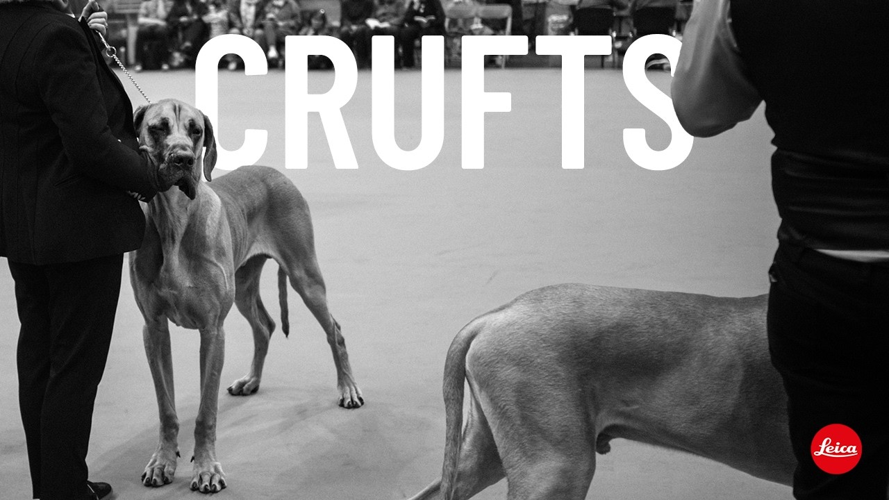 I Photographed Crufts with a 28mm Lens...