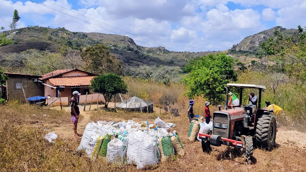 batida de fava no agreste da paraiba fizemos uma boa colheita graças a Deus 🙏 