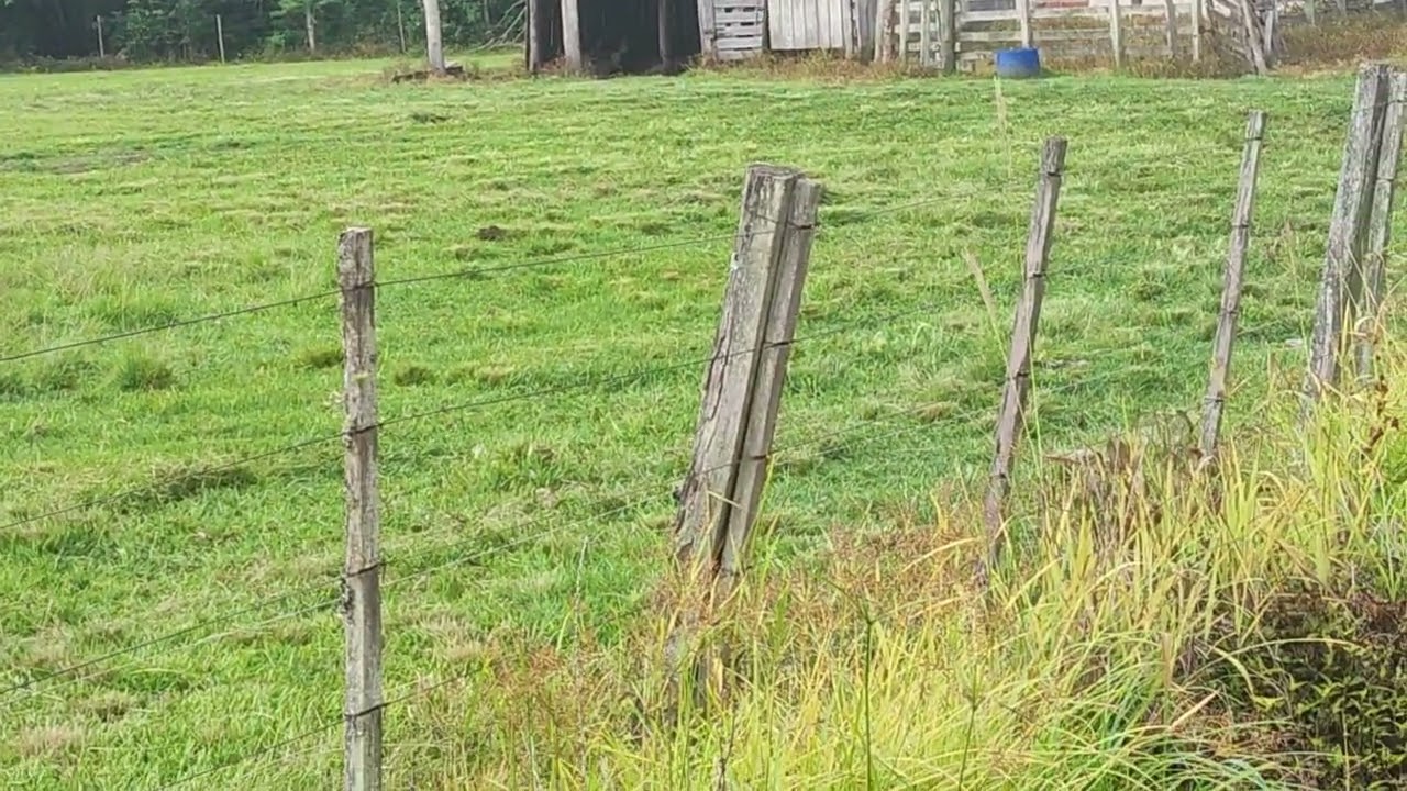 Marcelo roçando o potreiro.