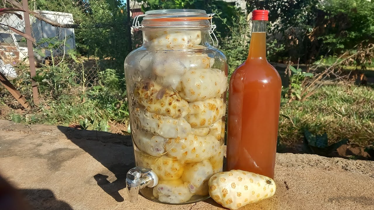 How to make fermented Noni juice in one hour  | The secret revealed