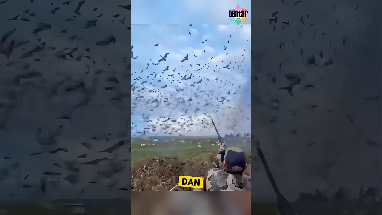 ngasal bidik juga pasti dapat 😤 #faktaunik #faktalucu #berburu #burung #perangkapburung