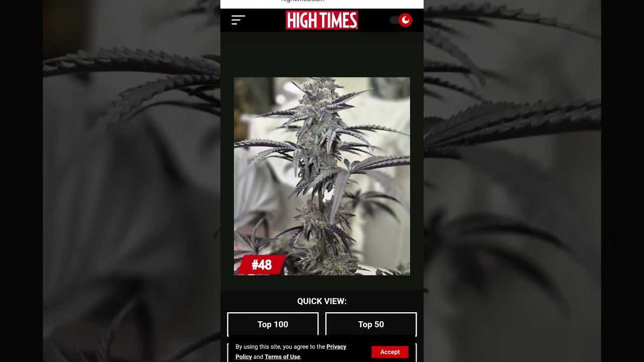 High Times Magazine Top 100 Nug Shots Contest.  48th Place Hubbabubba Kush Cake Smithsoniam Genetics