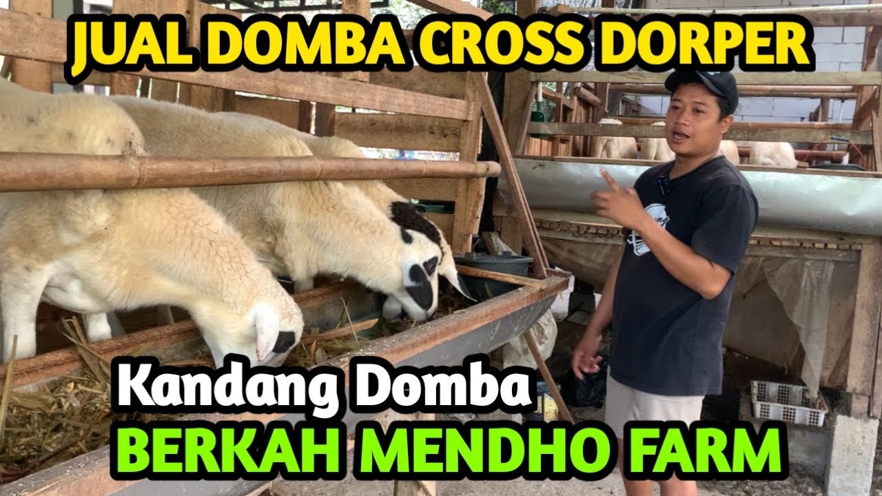 Jual Domba Cross Dorper Di Kandang Berkah Mendho Farm #domba