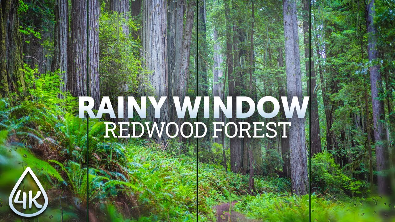 Pouring Rain in Redwood National Park - Soothing Sounds of Forest Downpour - 4K Window View