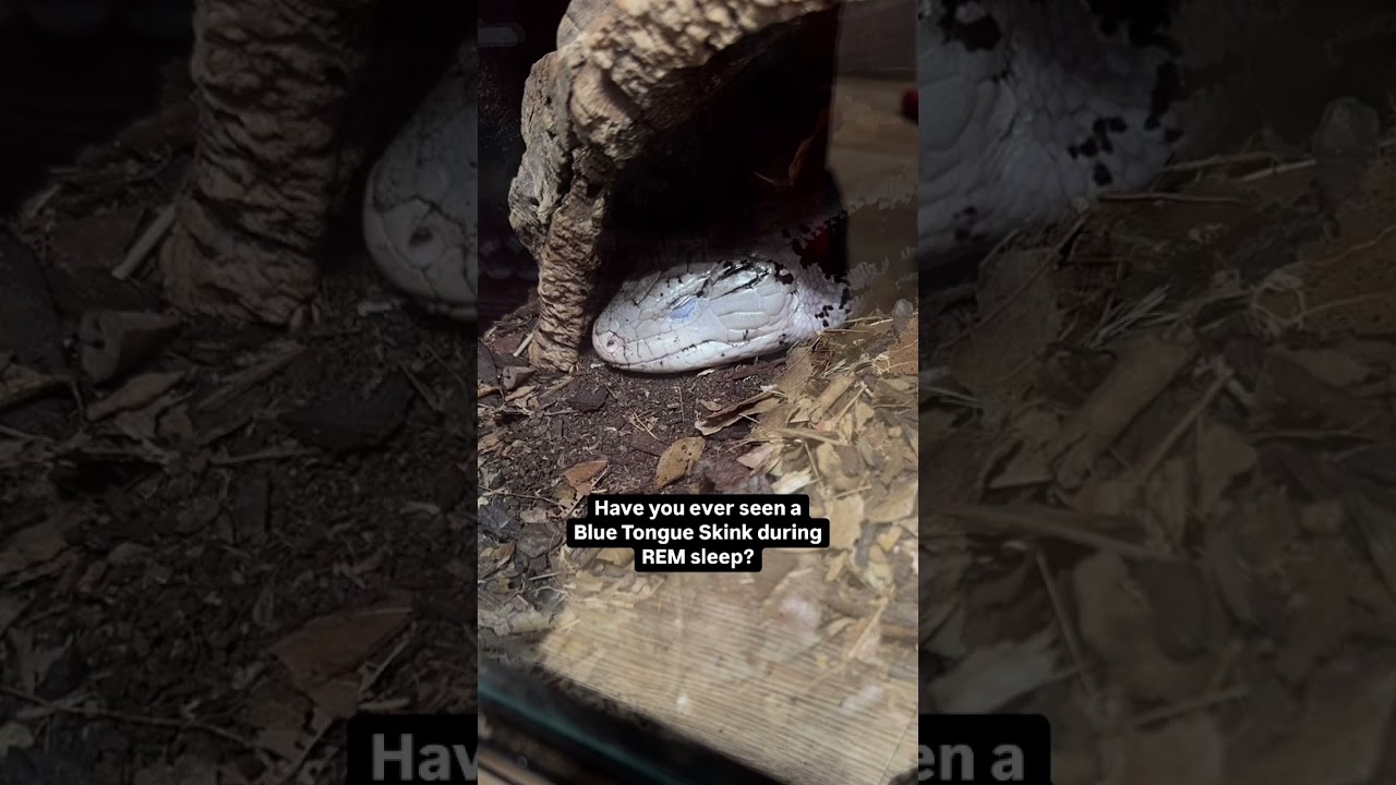 Blue Tongue Skink Experiencing REM Sleep 😍 Dreaming About Bugs