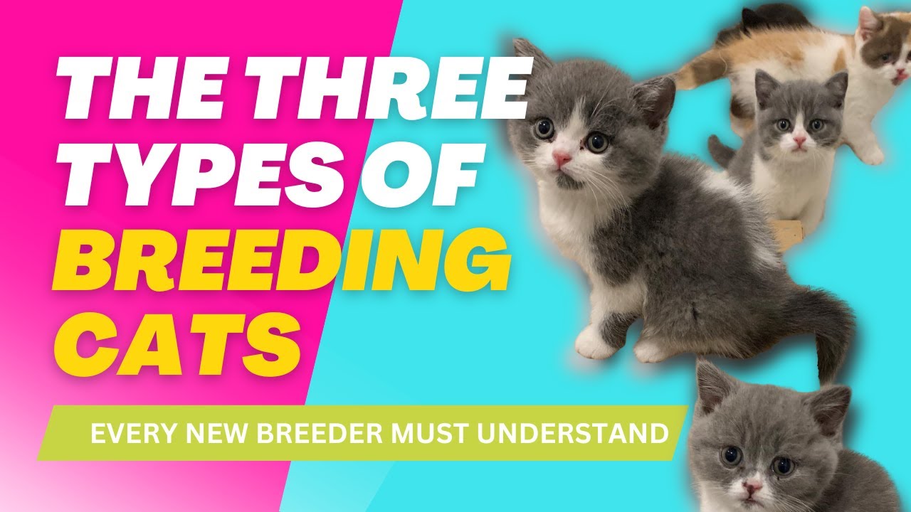 The 3 Types of Breeding Cats Every New Breeder Must Understand