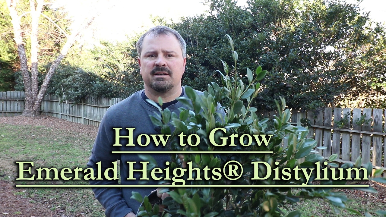 How to grow Emerald Heights® Distylium (Red Flowering Evergreen Shrub)
