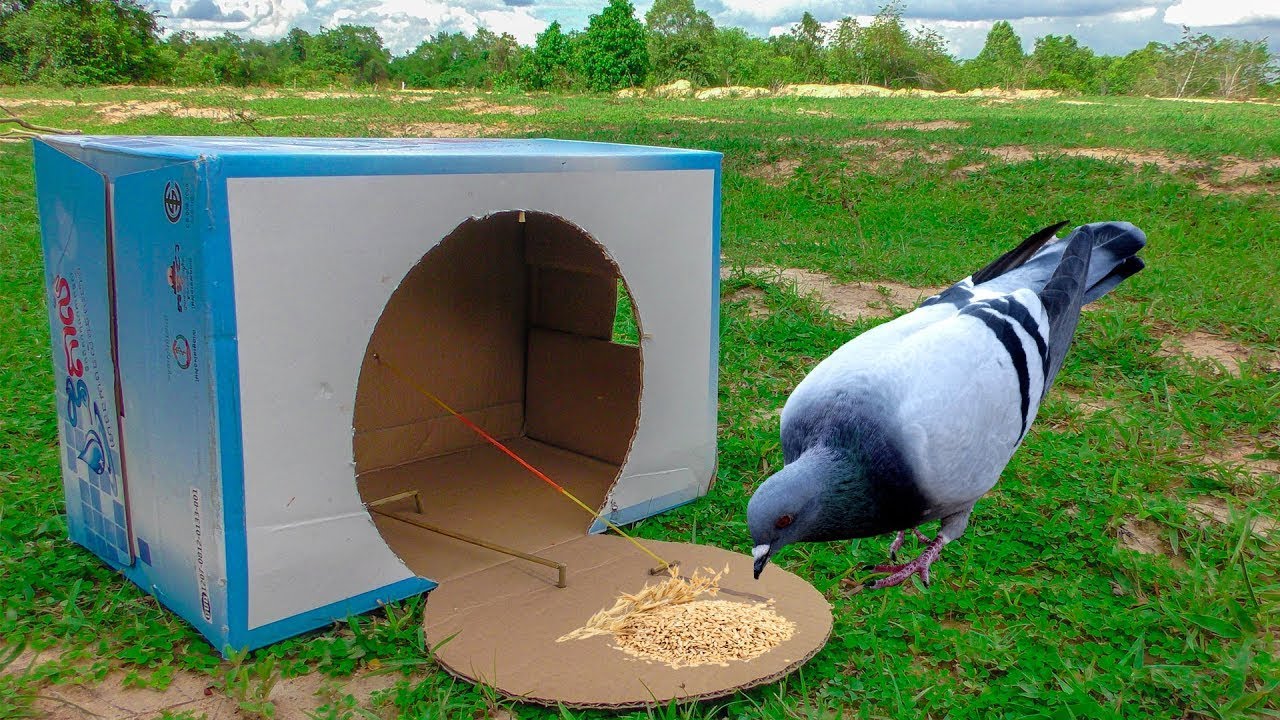 Trampa para pájaros - Cómo hacer una trampa para pájaros con jaula de cartón DIY