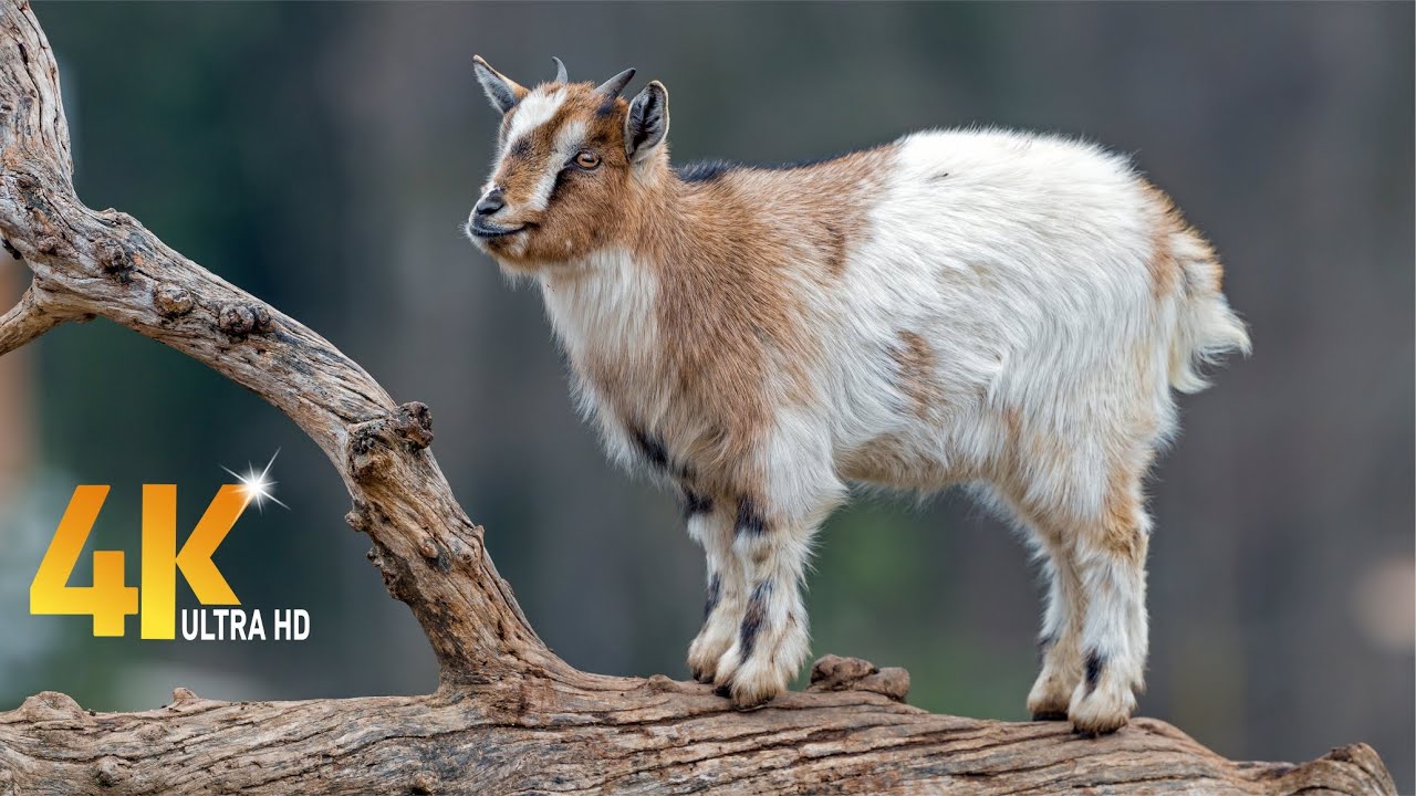 Top Viral adorable 4k clips of goats & Babies
