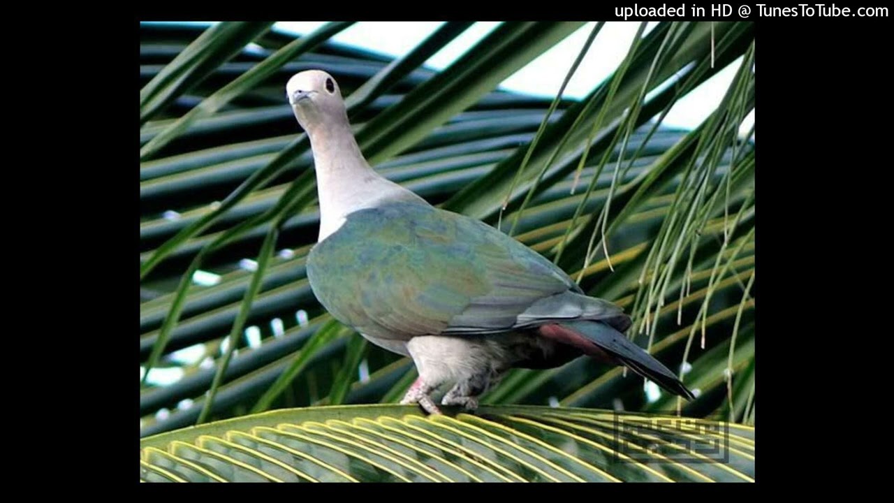 Audio SUARA PEMANGGIL BURUNG PERGAM UNTUK BERBURU