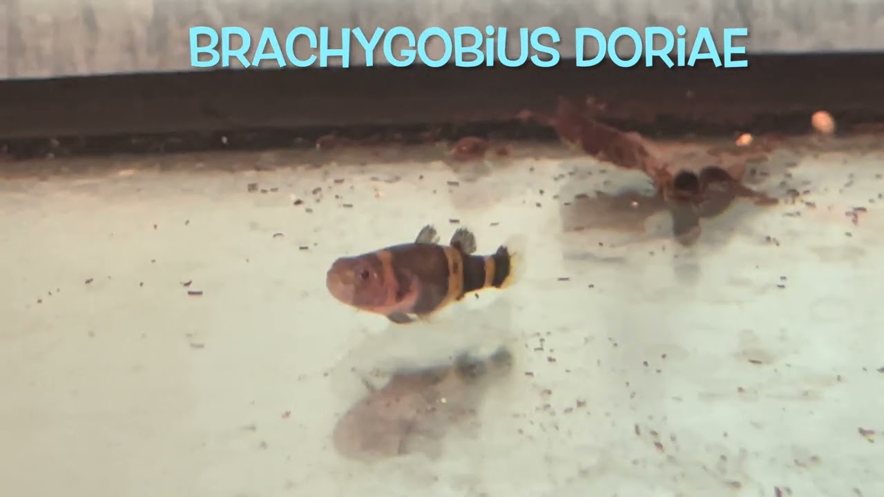 Brachygobius doriae