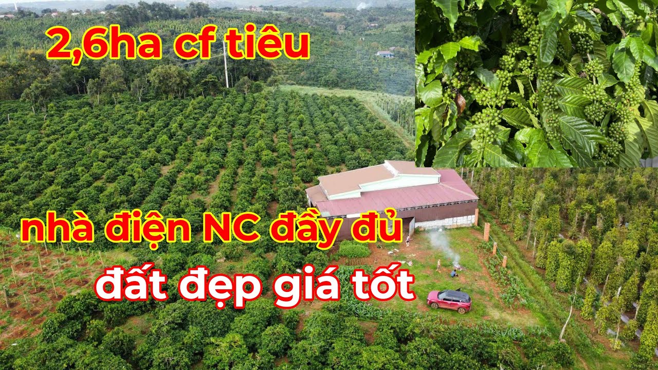 Bán 2,6ha cà phê tiêu nhà cửa điện nước sổ sách đầy đủ lh 0366592989
