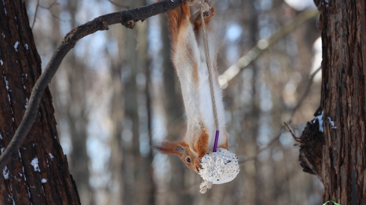 Ловкая белка и жировой шарик. Зарисовка / A nimble squirrel. The sketch