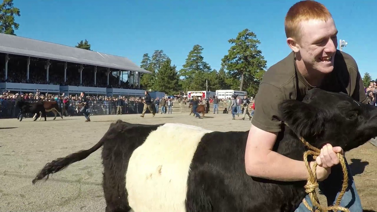 Fryeburg Fair Calf Scramble