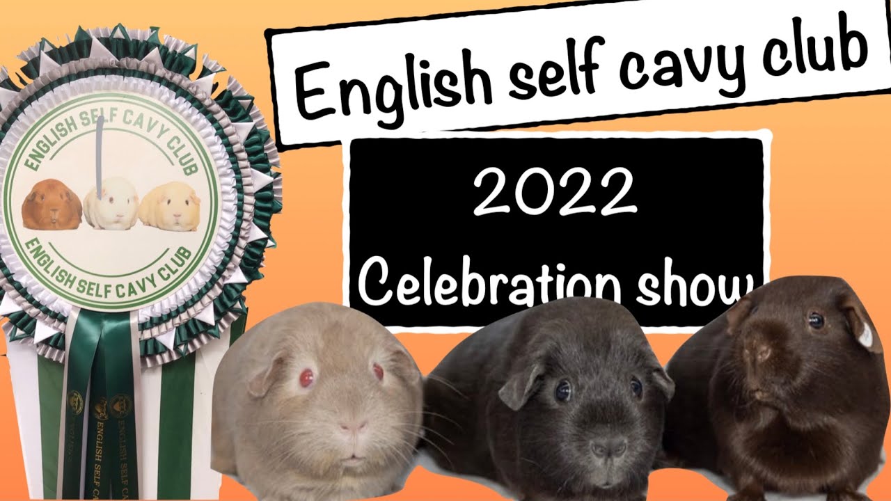 English Self Cavy Club Celebration Show @Oswestry 2022 #guineapig #cavy