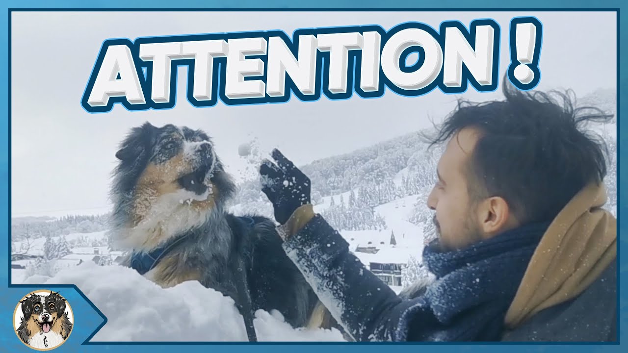 CHIEN ET NEIGE : MES CONSEILS ET LES PRÉCAUTIONS À PRENDRE