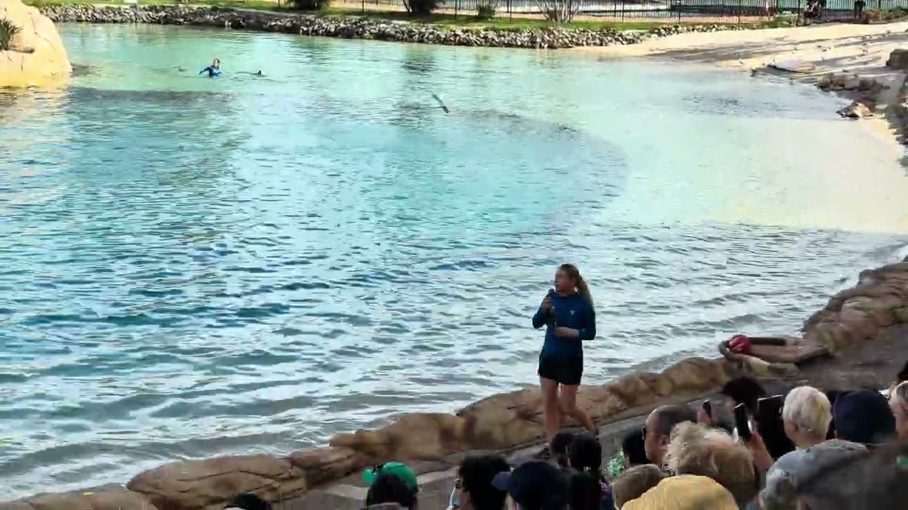 SPECTACULAR Seaworld - Dolphins Show | Part 2 