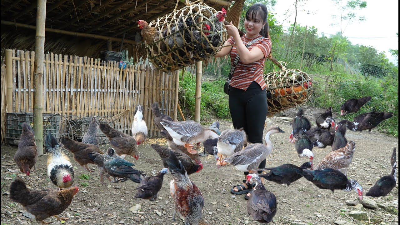 Help mom harvest fish from pond to sell, catch chickens from farm to market to sell
