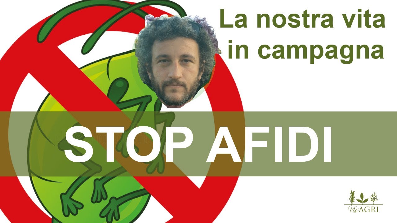 AFIDI: cosa sono, come scovarli e come ELIMINARLI anche con metodi fai da te