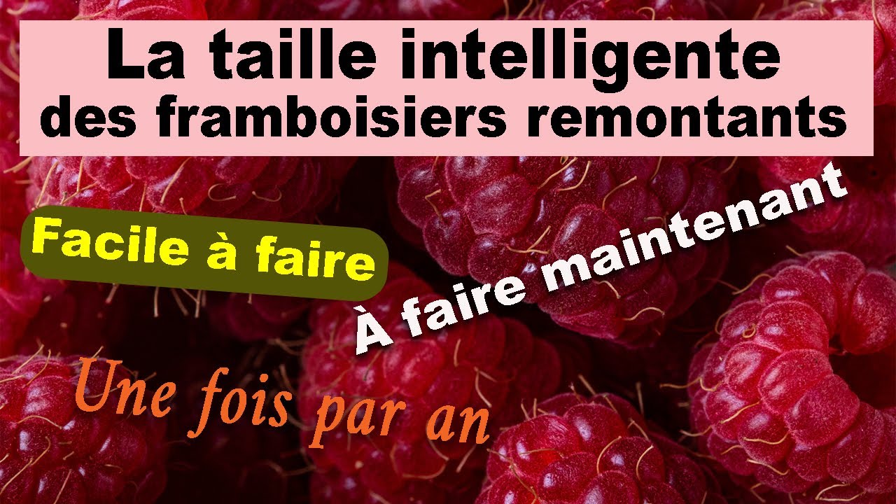 La taille intelligente des framboisiers remontants