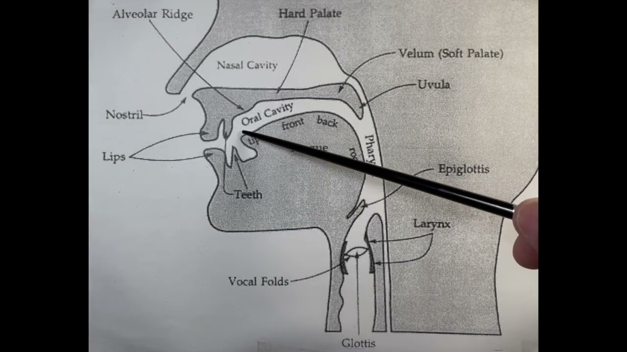 How to Double- and Triple-Tongue on the Clarinet. Part 1: The Back Stroke