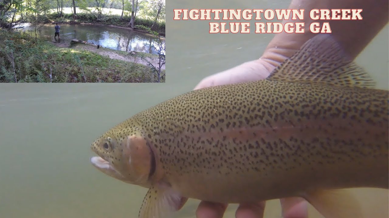 Rainbow Trout Fightingtown Creek Blue Ridge Georgia