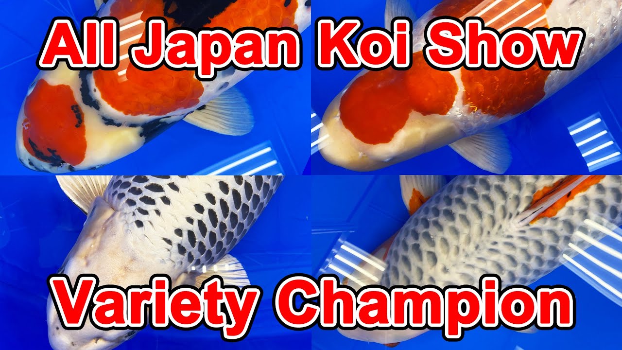 【Variety Champion】53rd All Japan Nishikigoi Show 2023