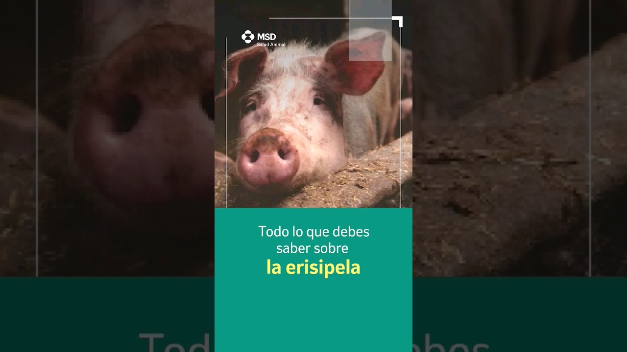 Erisipela porcina 🐖 #cuidados #veterinaria #porcicultura