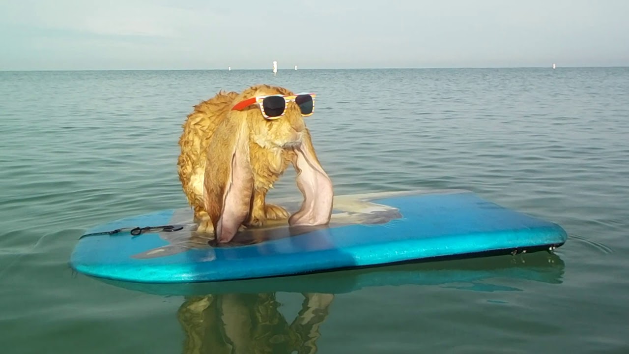 Bunnies Surfing