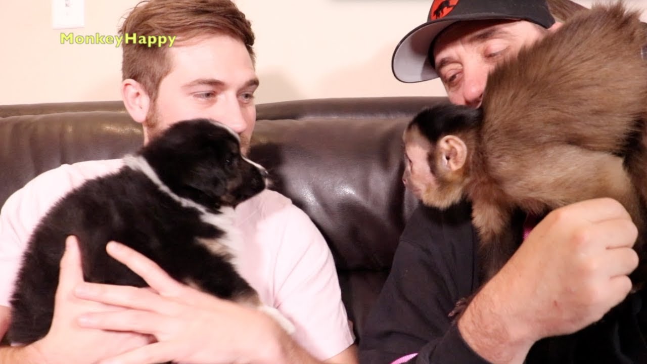Pet Monkeys React to New Puppy!!