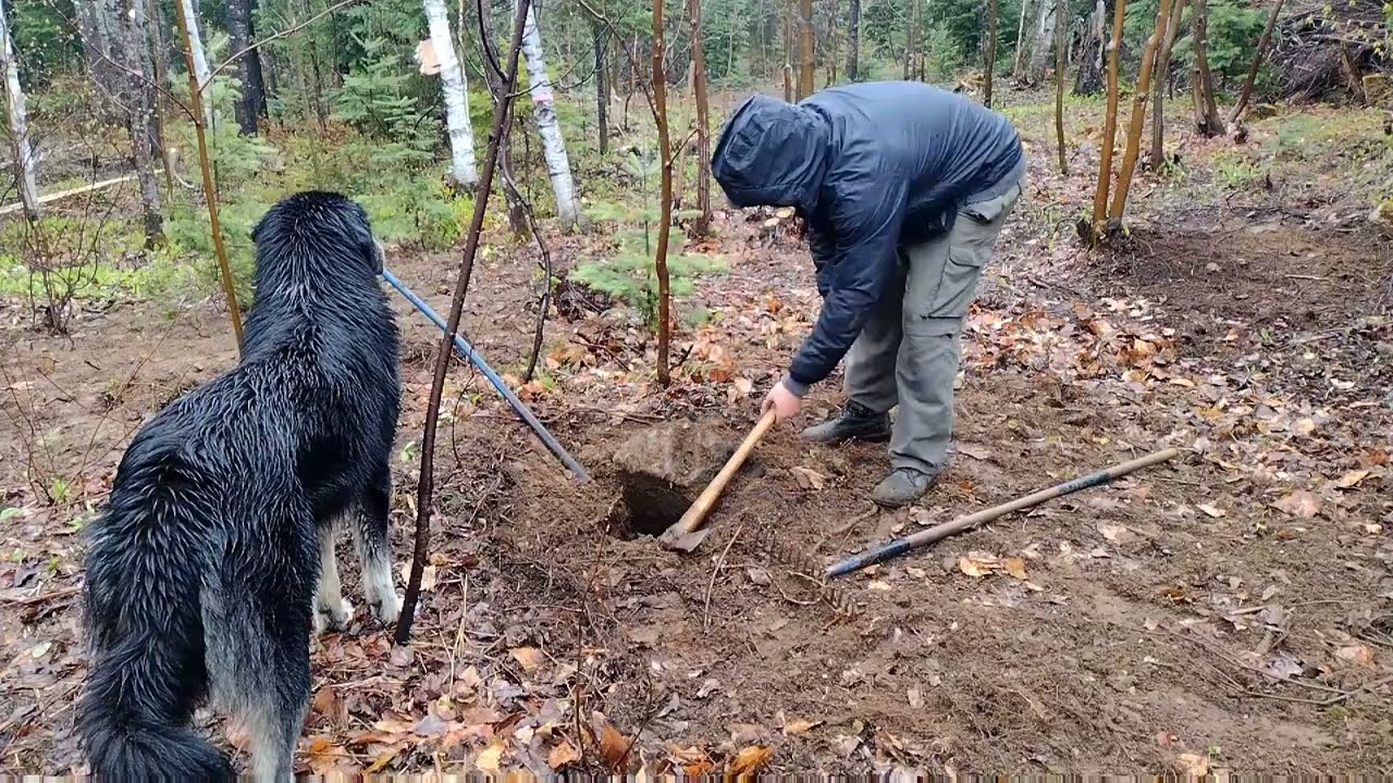 Planting forest pasture: Five years of forest pasture preparation