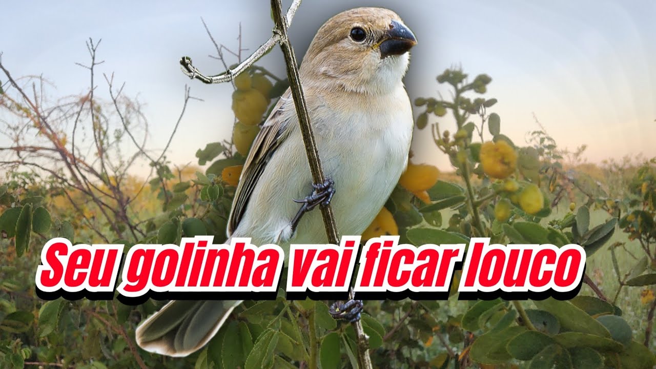 Fêmea de golinha chamando e piando para esquentar o macho 