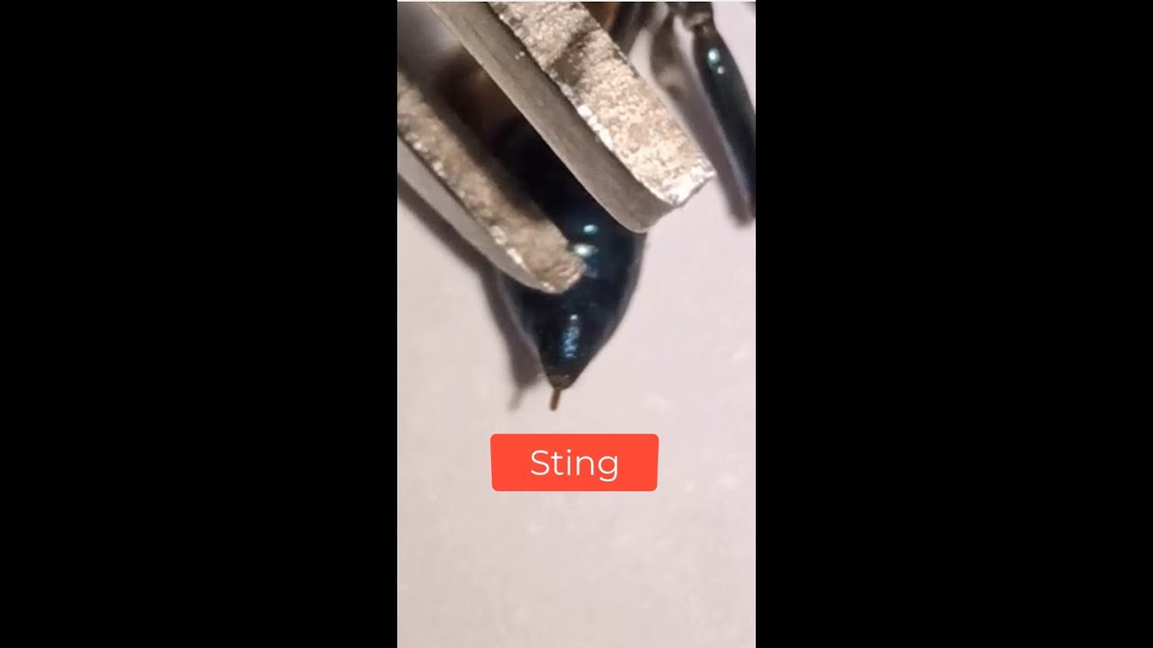 A Black Wasp With a Sting