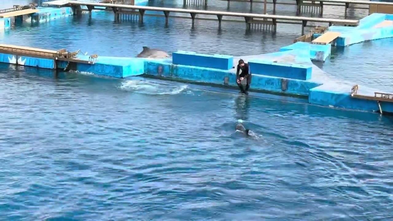 Spettacolo delfini Valencia