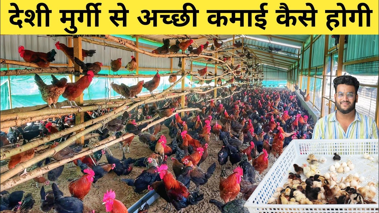 देशी मुर्गी पालन कैसे करें | Desi Poultry Farming Business plan