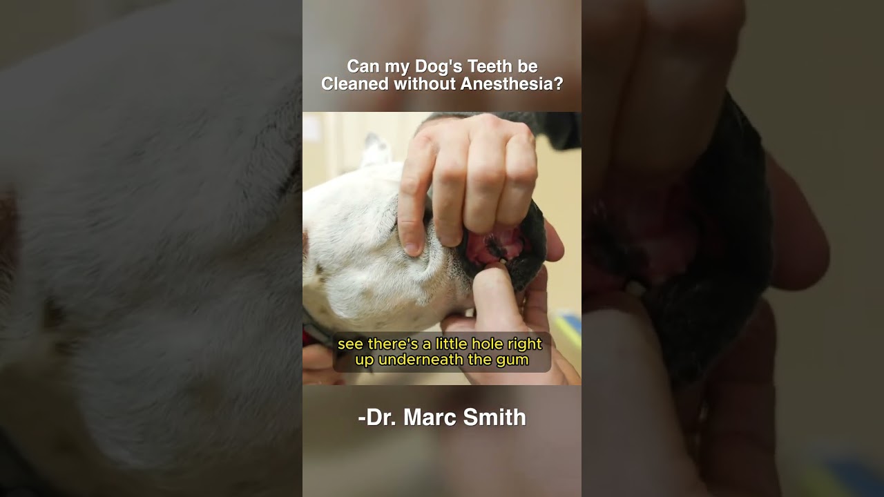 Can You Clean #DogTeeth Without Anesthesia? Marc Smith, DVM, MS